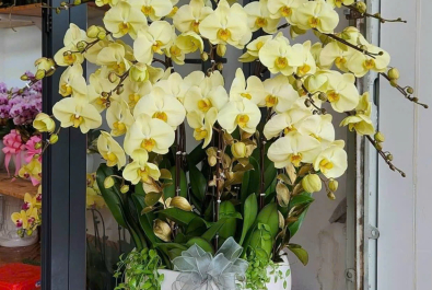 CHẬU LAN HỒ ĐIỆP 