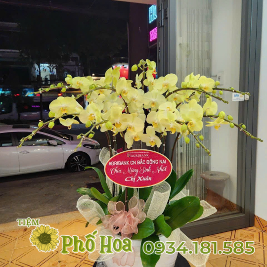 Lan Hồ Điệp - MS10