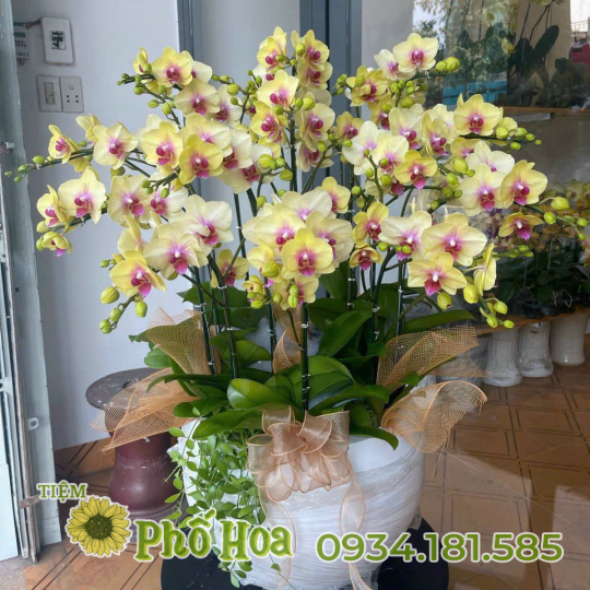 Lan Hồ Điệp - MS03