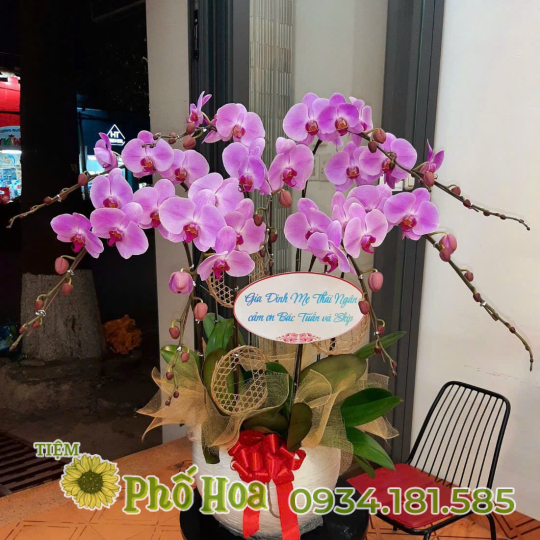 Lan Hồ Điệp - MS09