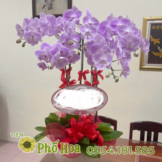 LAN HỒ ĐIỆP TÍM NHẠT